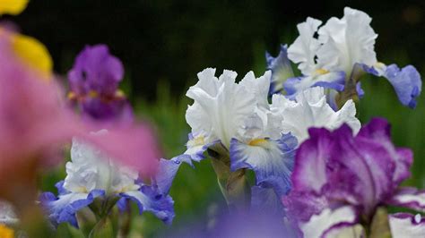 See IrisBloom OnlyFans Profile. . Iris bloom porn